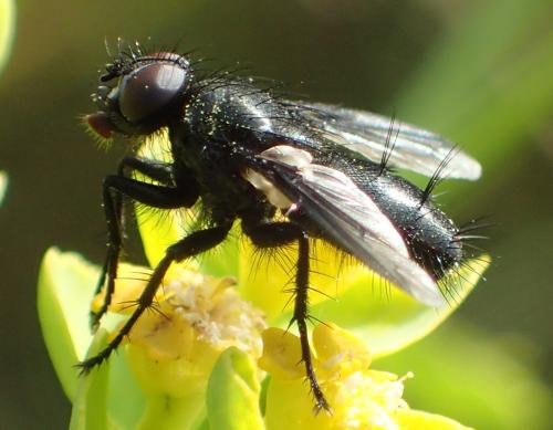 Réf. 303 574 : Nyctia halterata